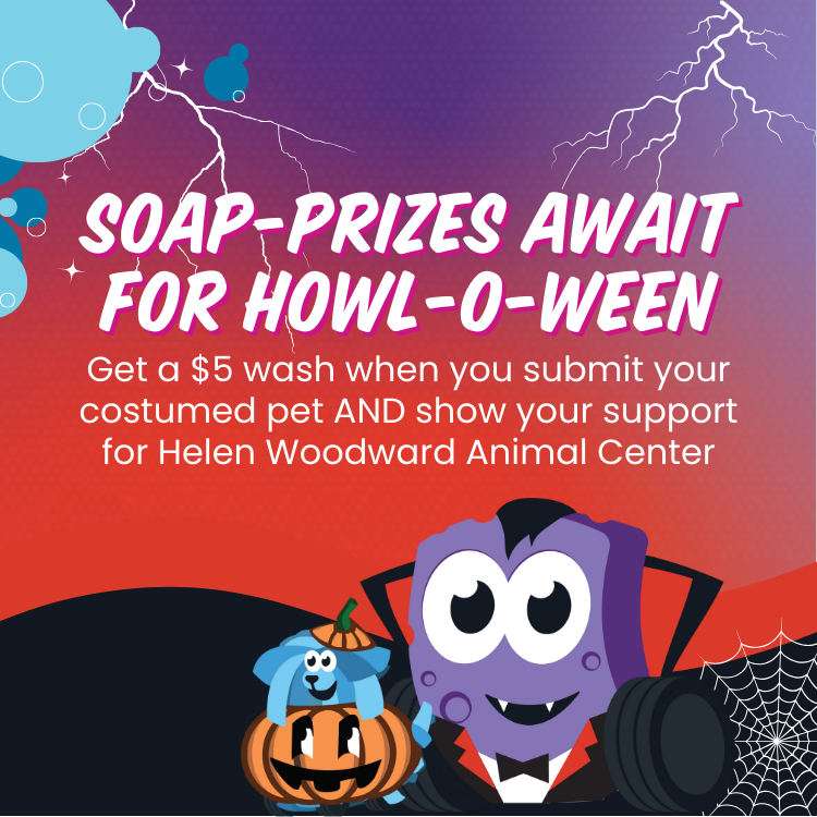 Paws, Claws & Applause: Dress Up Your Furry Friend for Soapy Joe’s Car Wash Howl-O-Ween!
